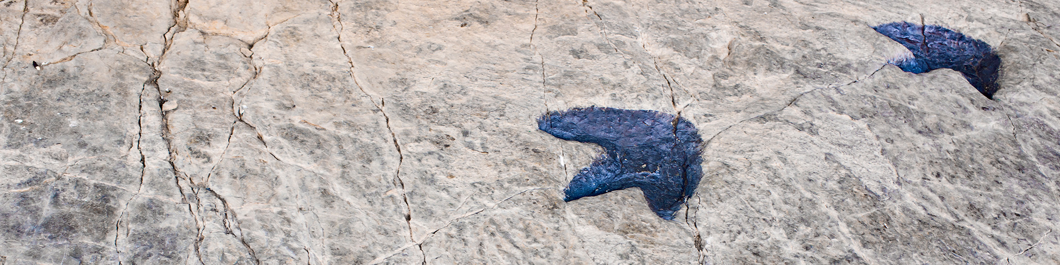 fossil footprints banner