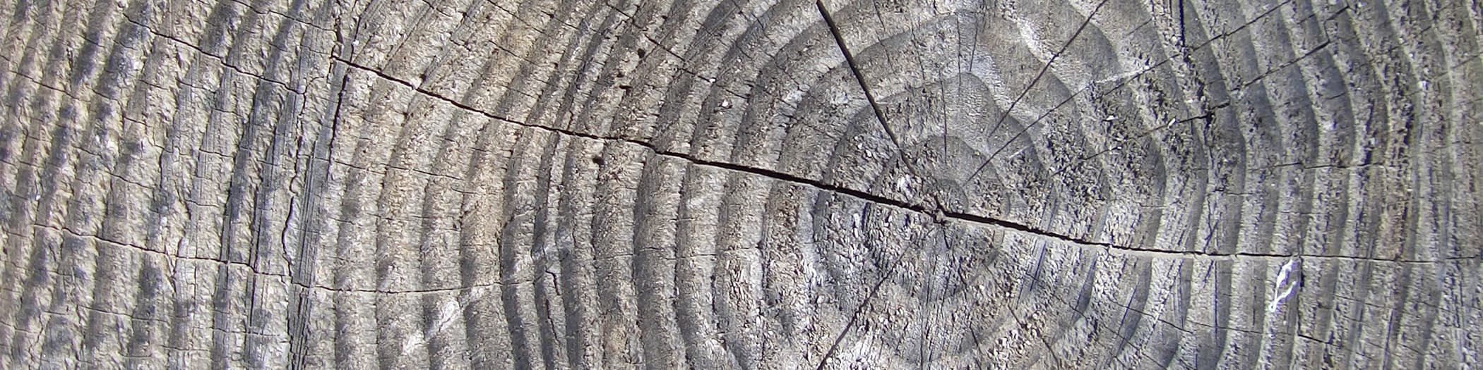 Tree rings